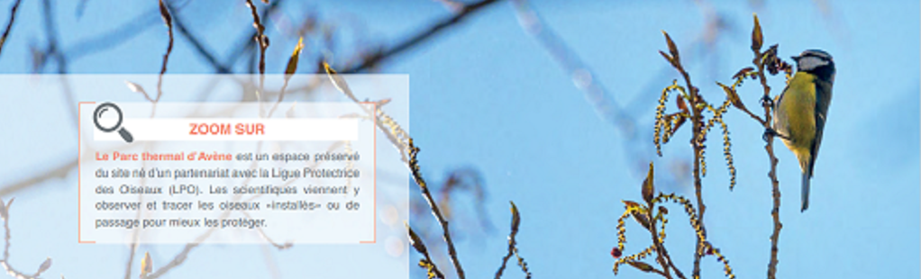 EauThermaleAvene-oiseau-ligue-protectrice2